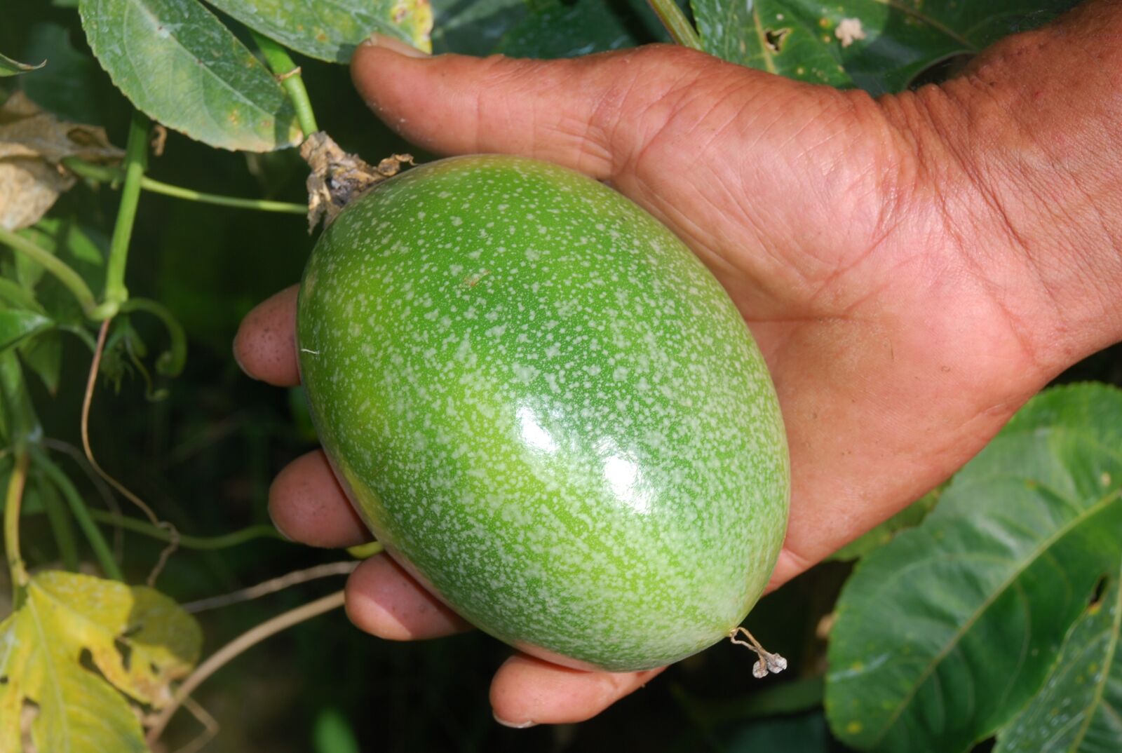 Nikon D40X sample photo. Passion fruit, agriculture, rural photography