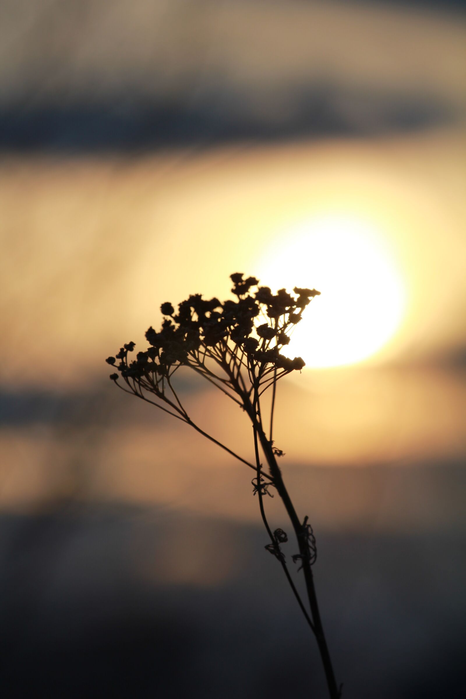 Canon EOS 550D (EOS Rebel T2i / EOS Kiss X4) sample photo. Sunset, dry flowers, nature photography