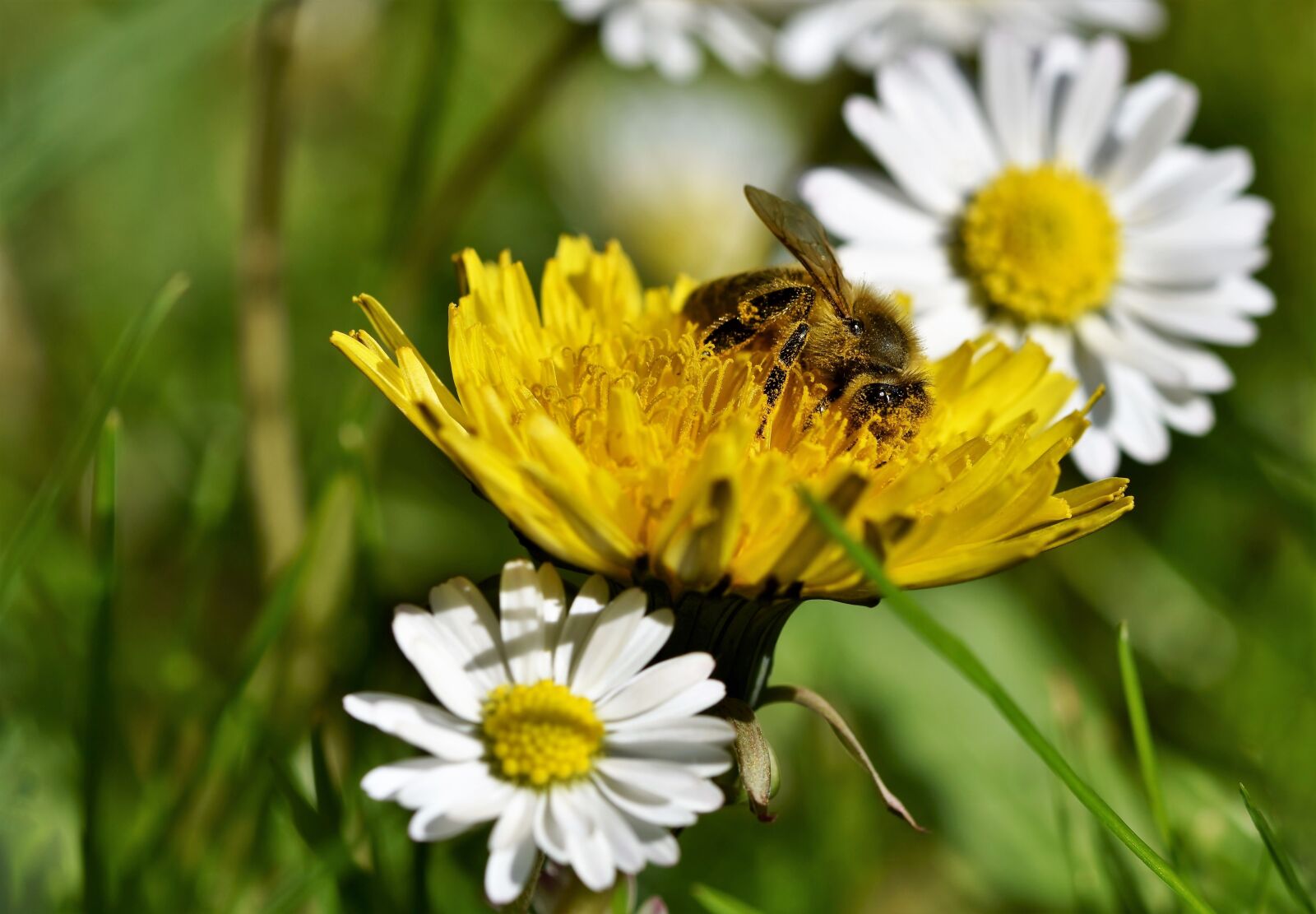 Nikon D7200 sample photo. Bee, honey bee, insect photography