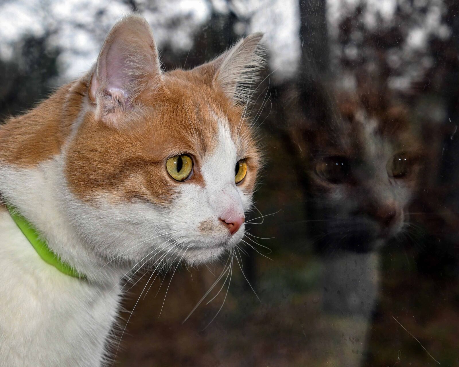 Nikon D500 sample photo. Portrait, pet animal, cute photography