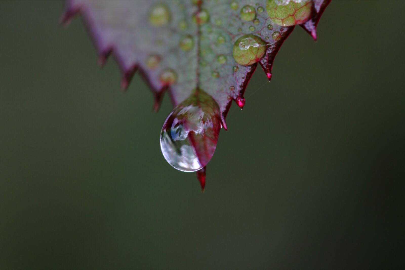 Canon EOS 550D (EOS Rebel T2i / EOS Kiss X4) sample photo. Leaf, drip, macro photography