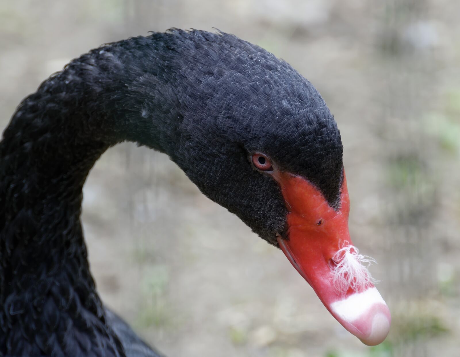 Nikon D5300 sample photo. Swan, bird, black photography