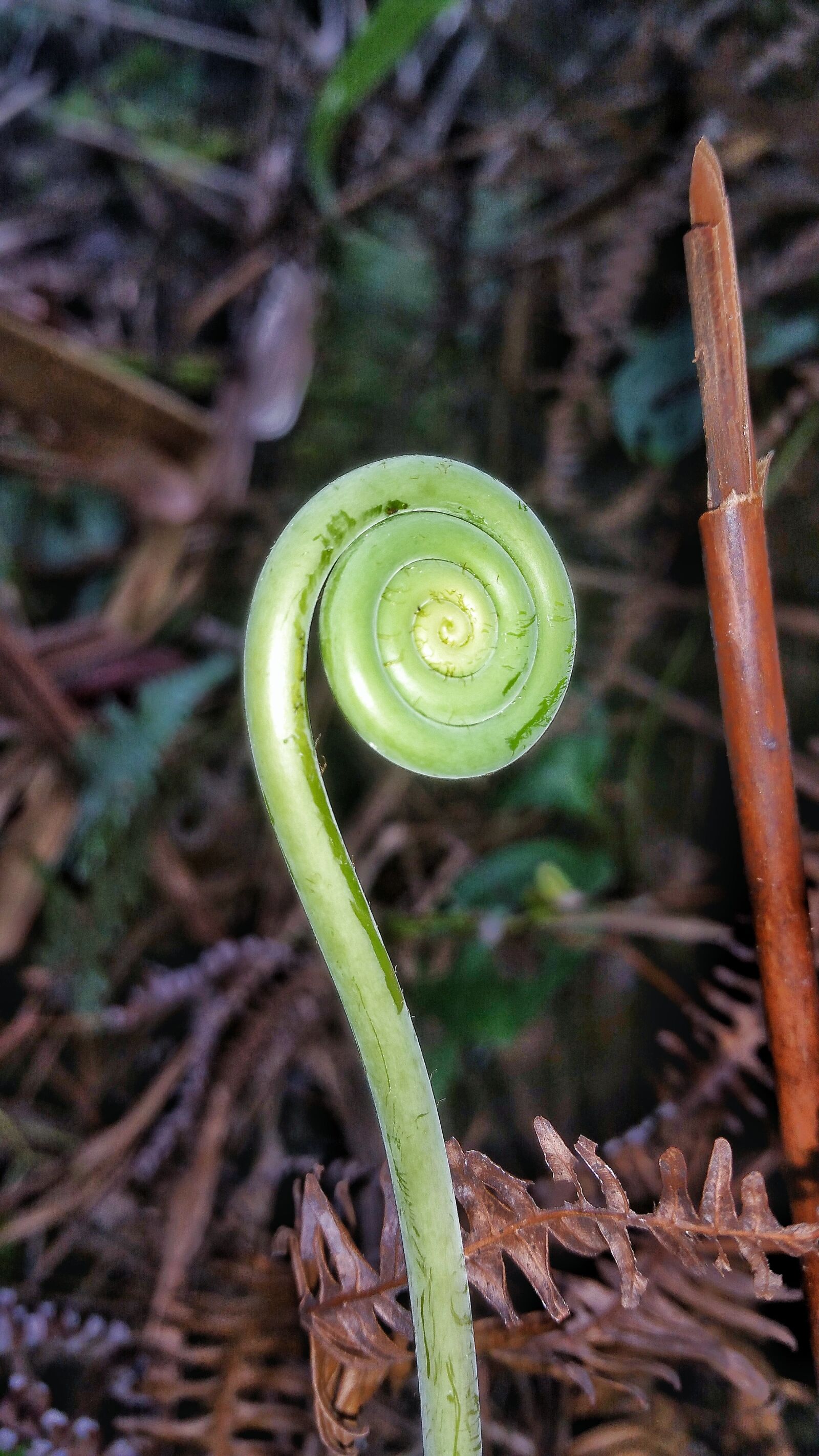 Samsung Galaxy Note4 sample photo. Flora, nature, leaf photography