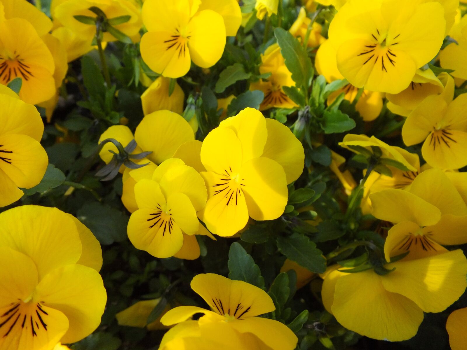 Fujifilm FinePix HS35EXR sample photo. Pansy, flowers, spring photography