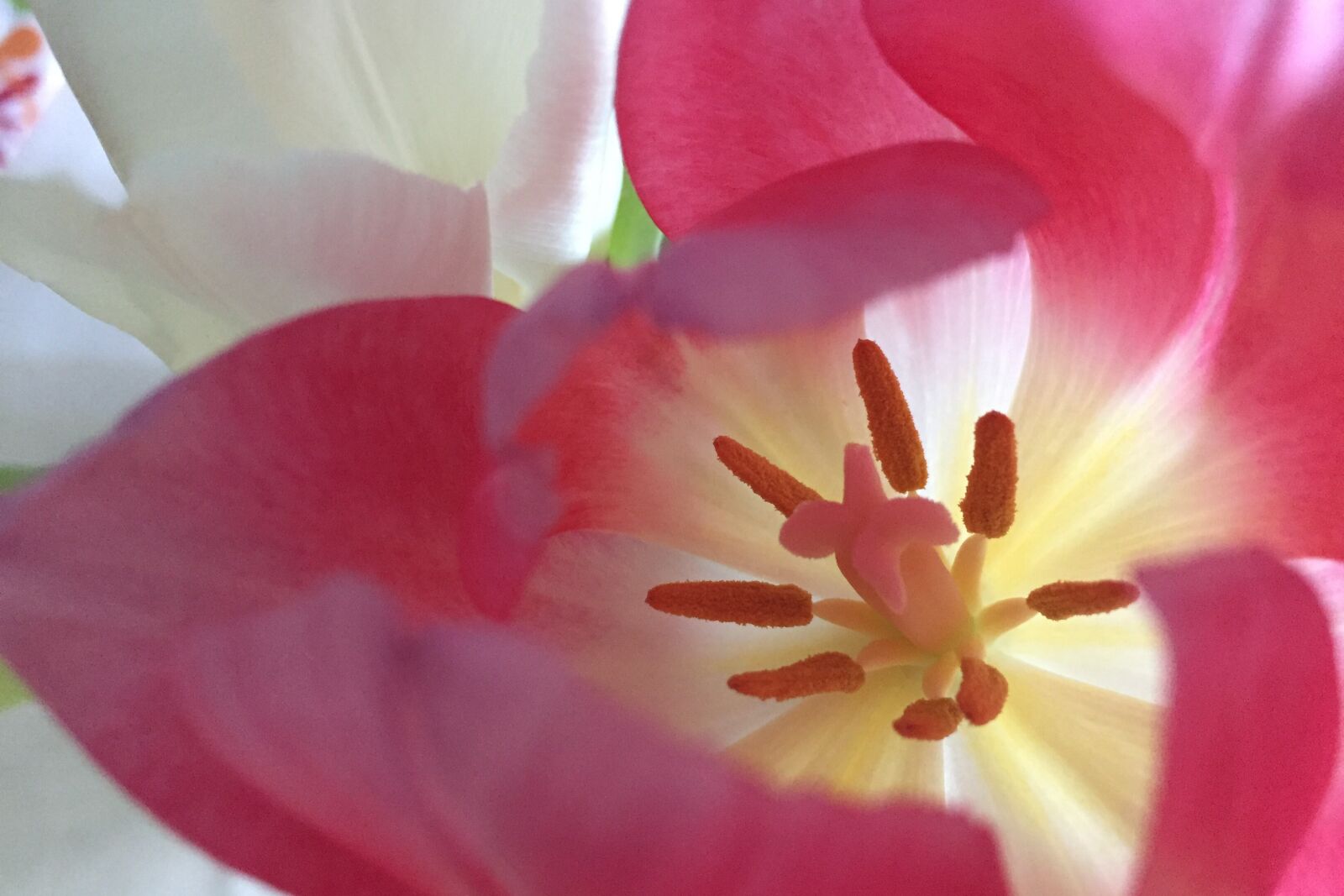Apple iPhone 6 sample photo. Tulip, red, pink photography