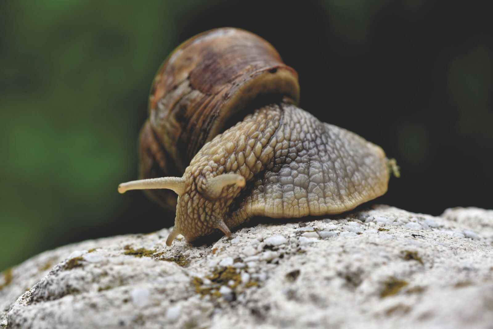Nikon D7200 sample photo. Snail, shell, mollusk photography