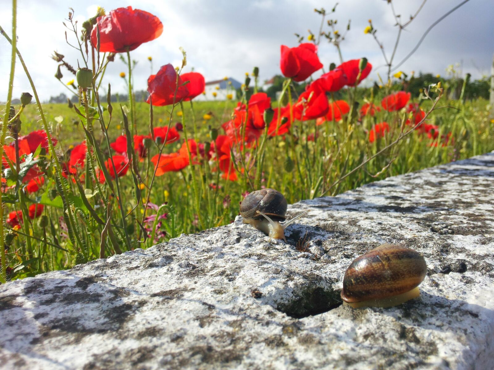 Samsung Galaxy S2 sample photo. Snail, animal, poppies photography