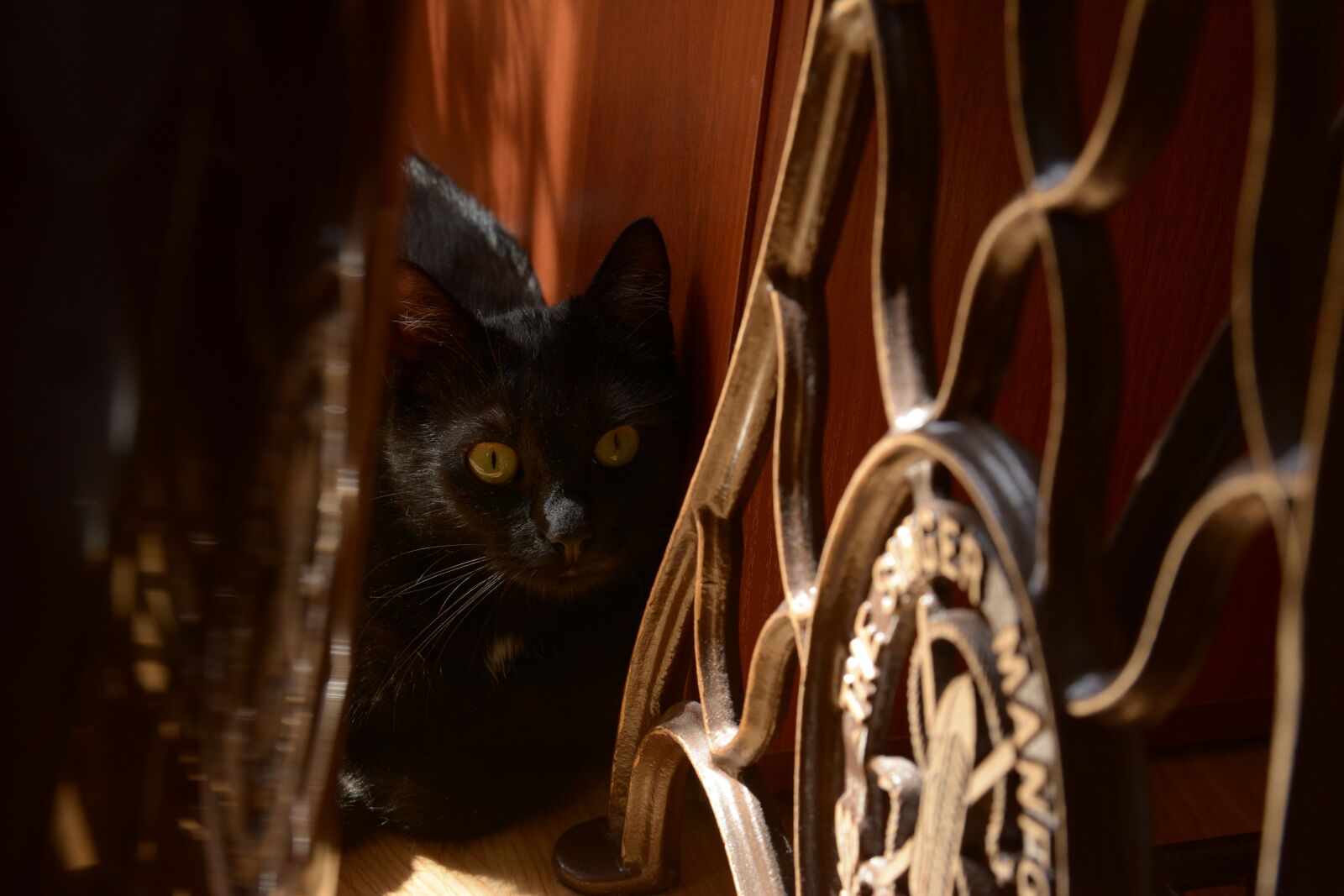 Nikon D7100 sample photo. Cat, black cat, cat photography