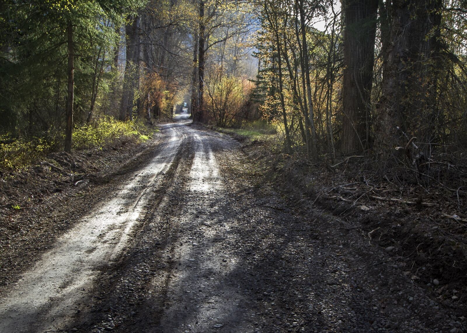Canon EOS 7D sample photo. Forest, woods, landscape photography