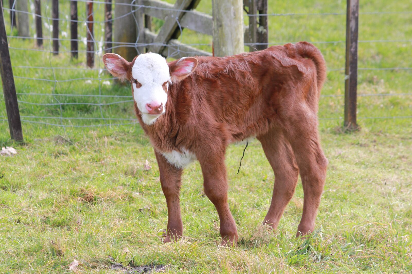 Canon EOS 550D (EOS Rebel T2i / EOS Kiss X4) sample photo. Calf, farm, cattle photography