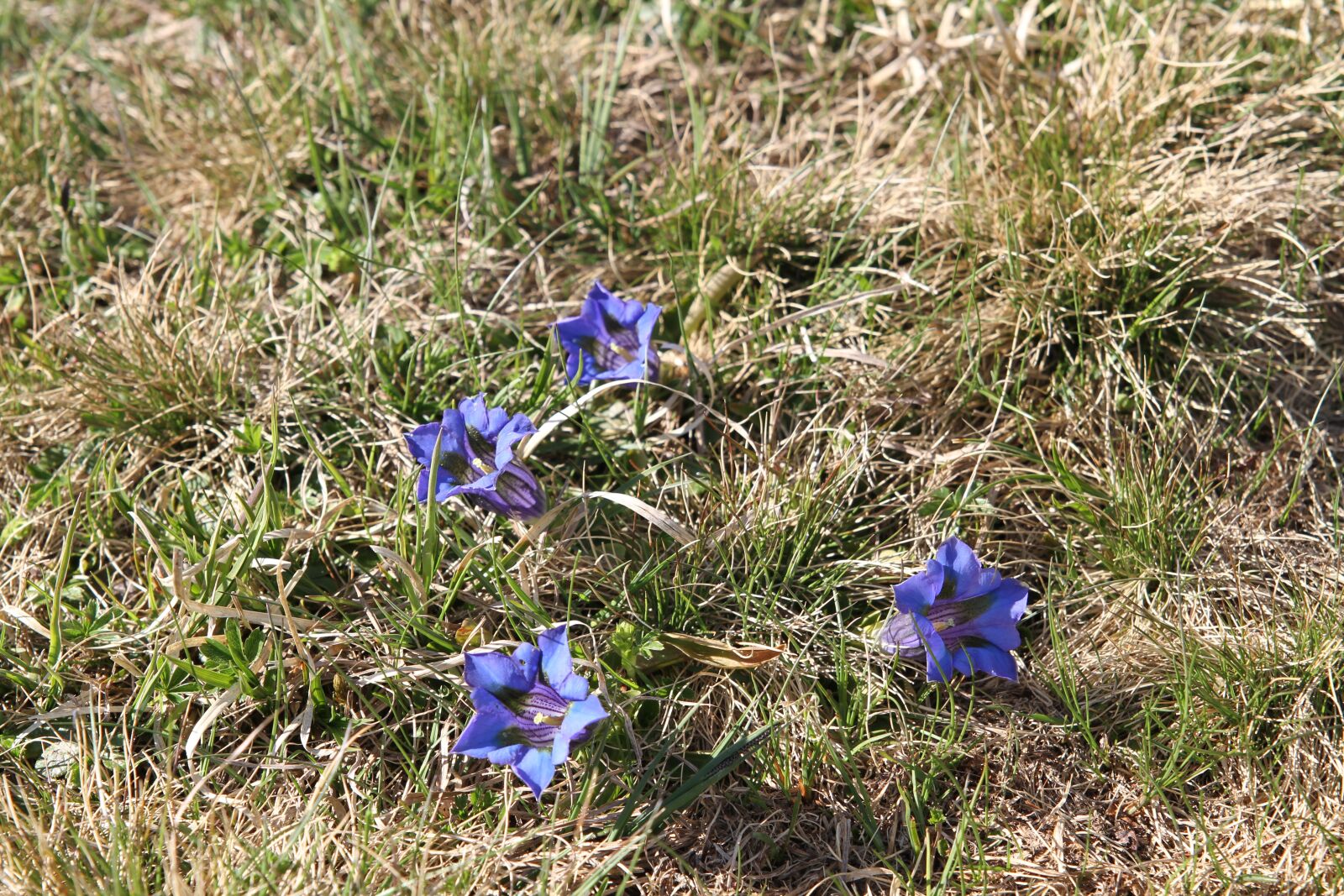 Canon EOS 7D sample photo. Flower, clusius-enzian, enzean photography