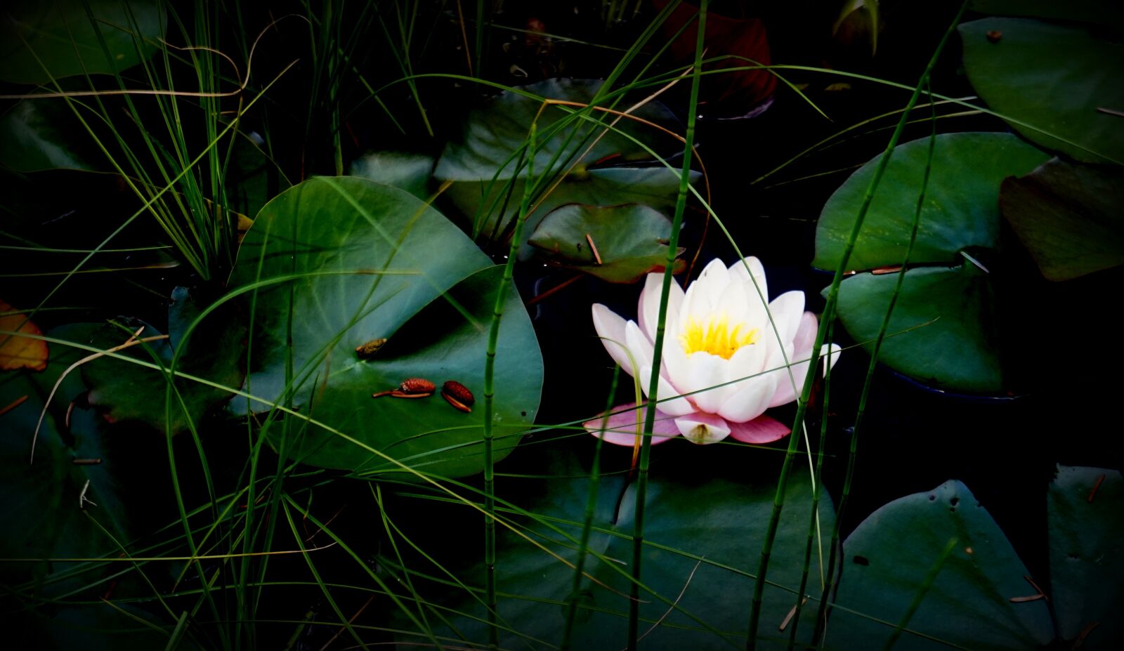 Sony Alpha a5000 (ILCE 5000) sample photo. The divine consciousness, pond photography