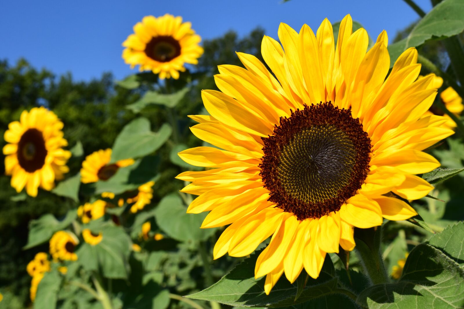 Nikon D3300 sample photo. Sunflower, sunflower field, yellow photography