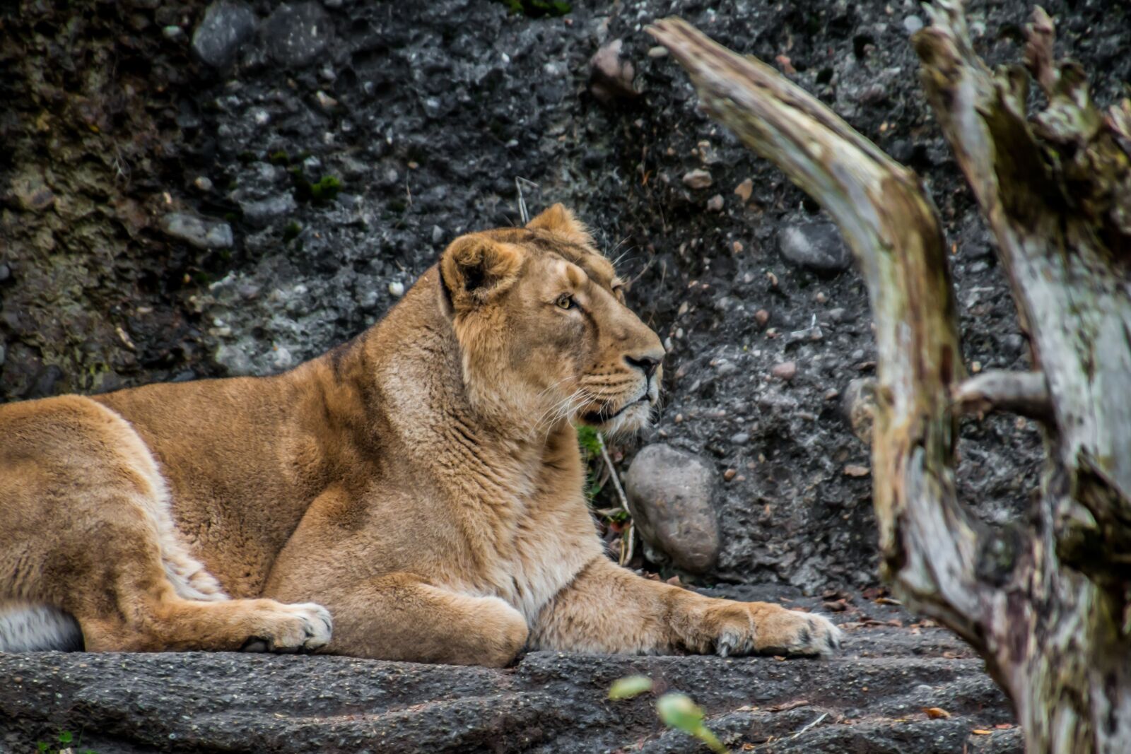 Canon EOS 70D sample photo. Lioness, leo, animal photography