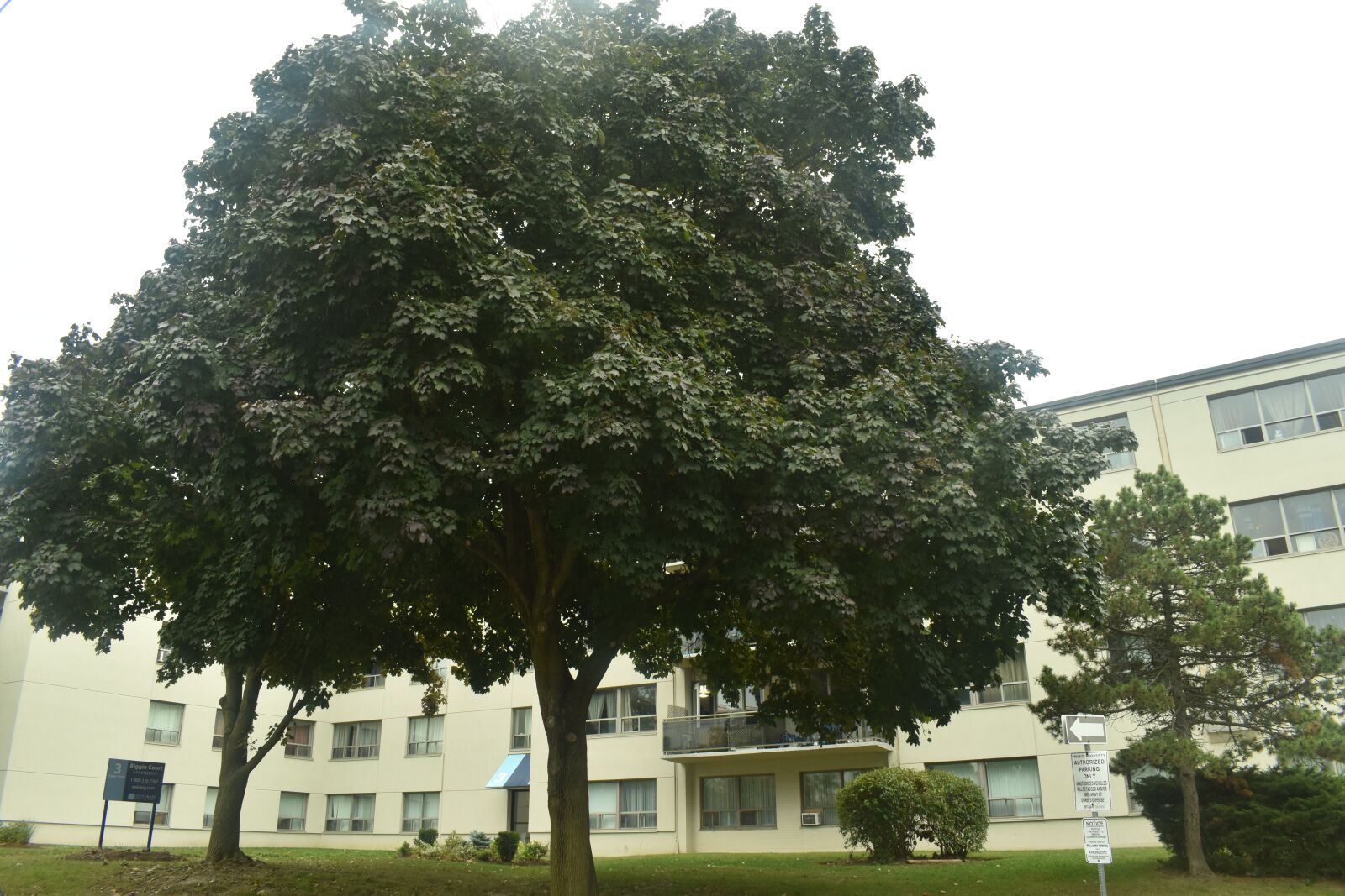 Nikon D3500 sample photo. Tree, nature, toronto photography