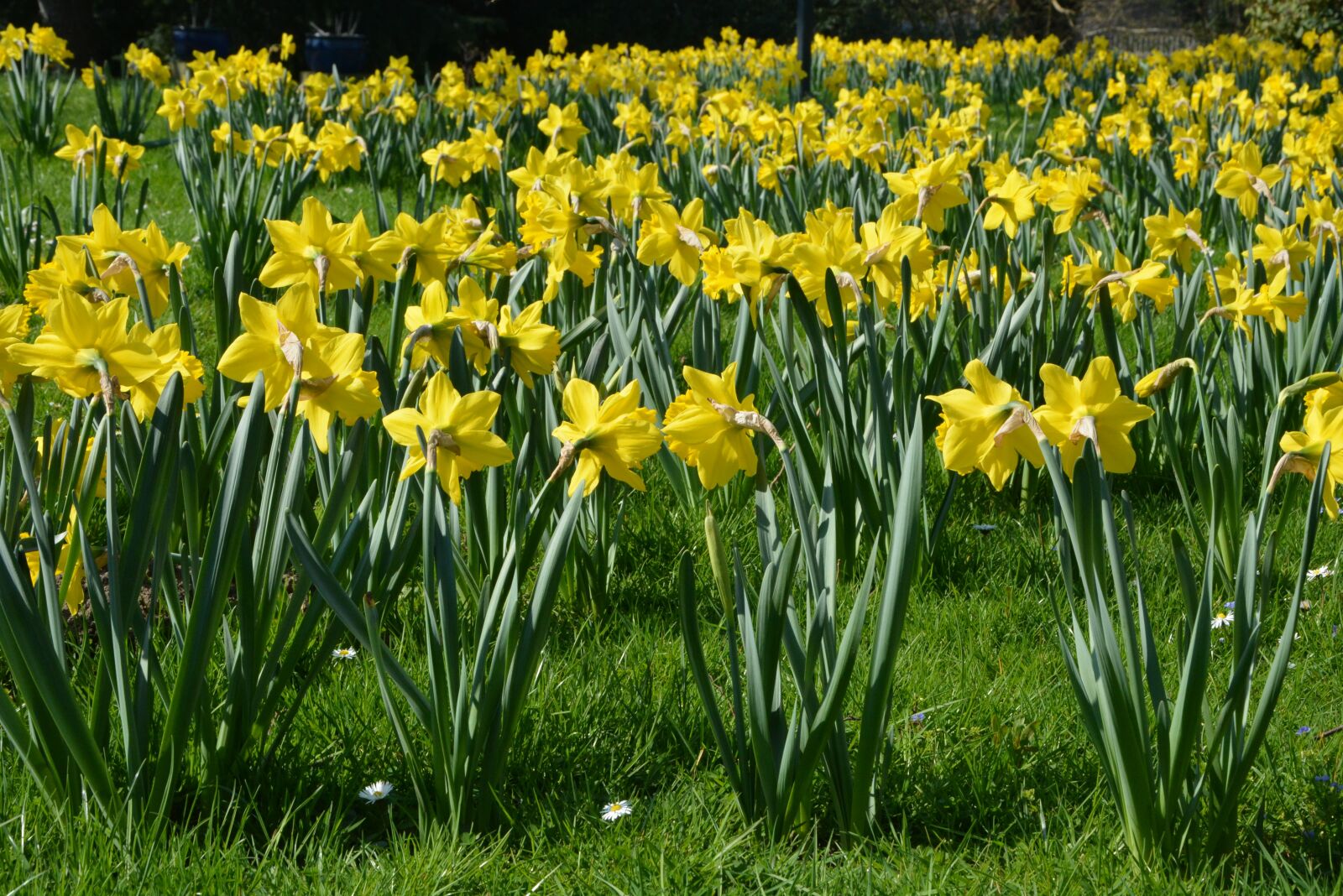 Nikon D5200 sample photo. Osterglocken, spring, flowers photography
