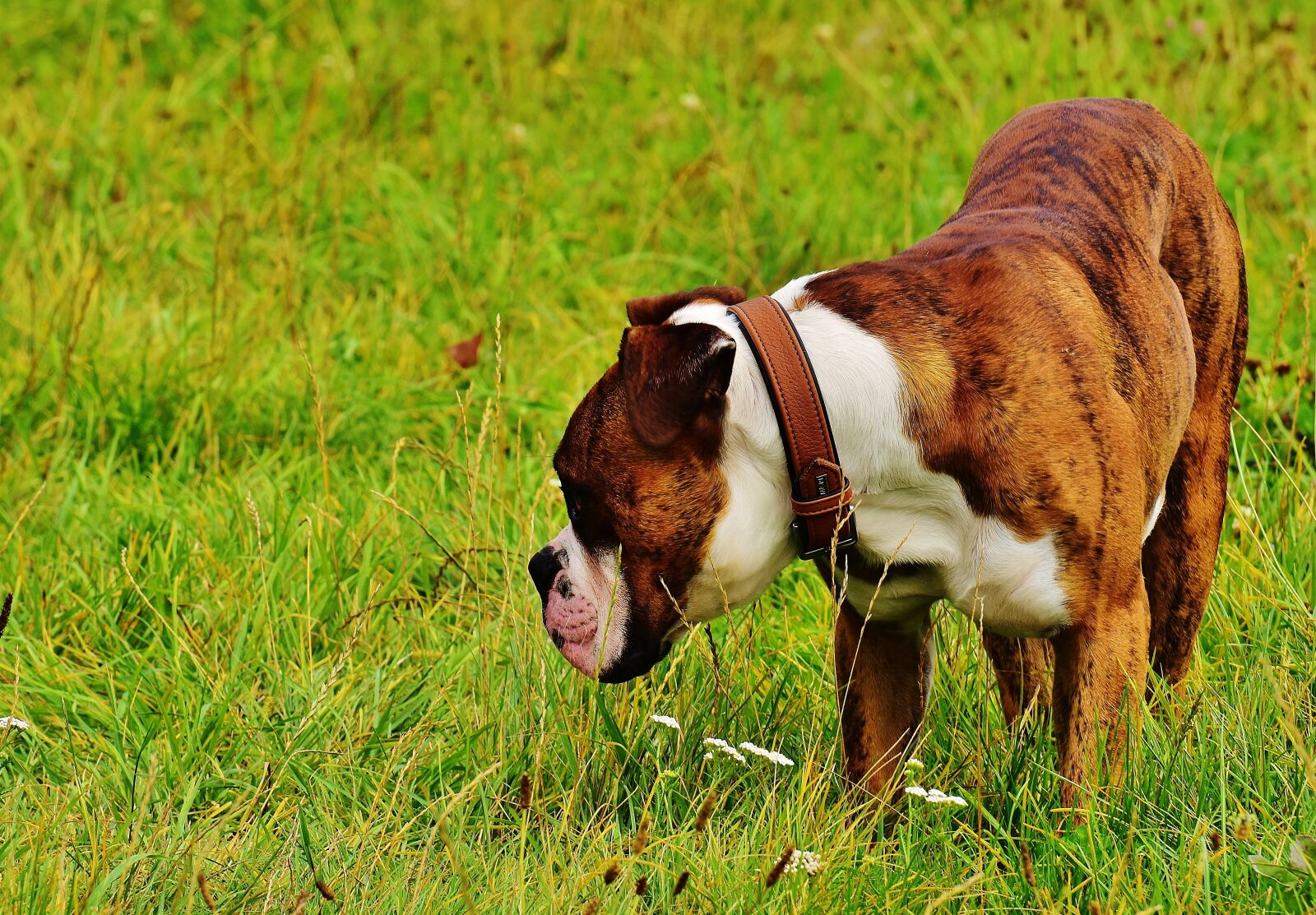 Nikon D7200 sample photo. Dog, boxer, race photography