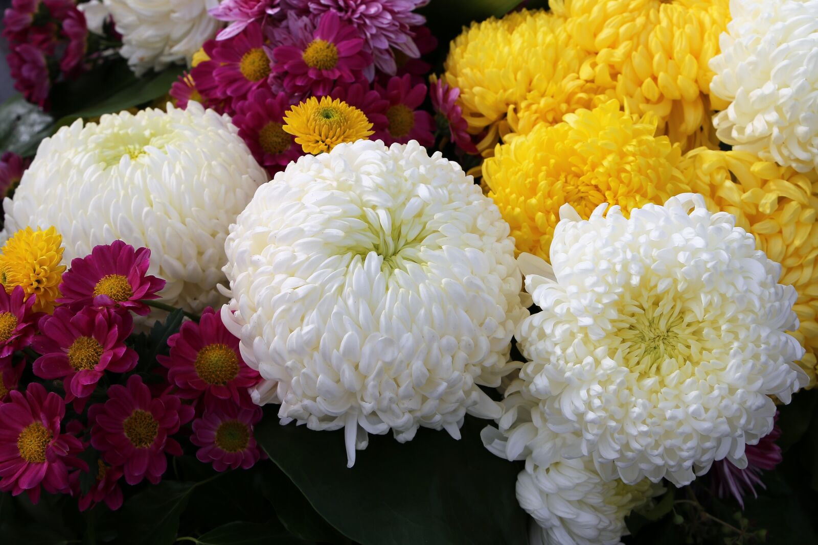 Canon EF 24-105mm F3.5-5.6 IS STM sample photo. White, yellow, violet chrysanthemum photography