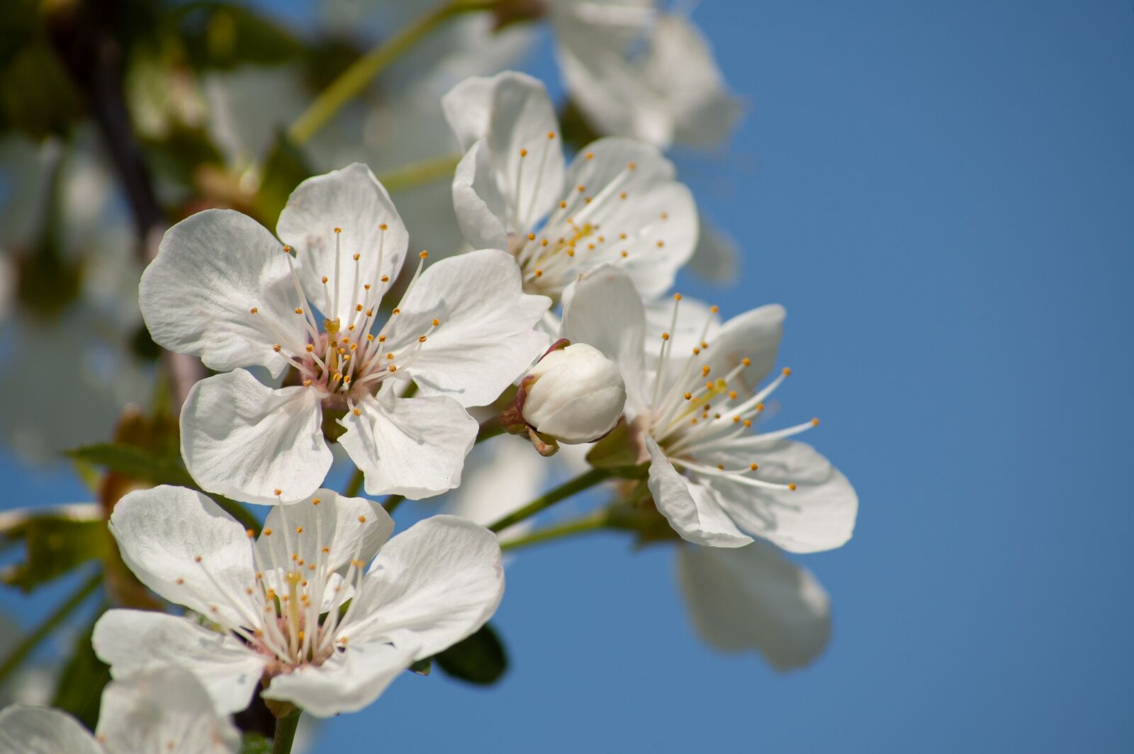 Nikon D50 sample photo. Cherry blossom, flowering twig photography