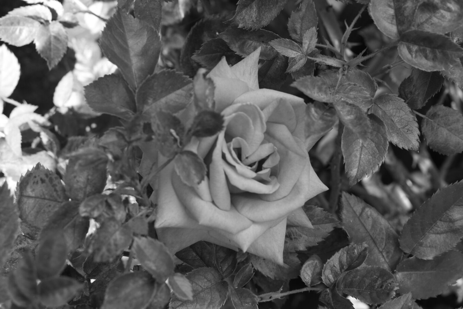 Nikon D5600 sample photo. Rose, black and white photography