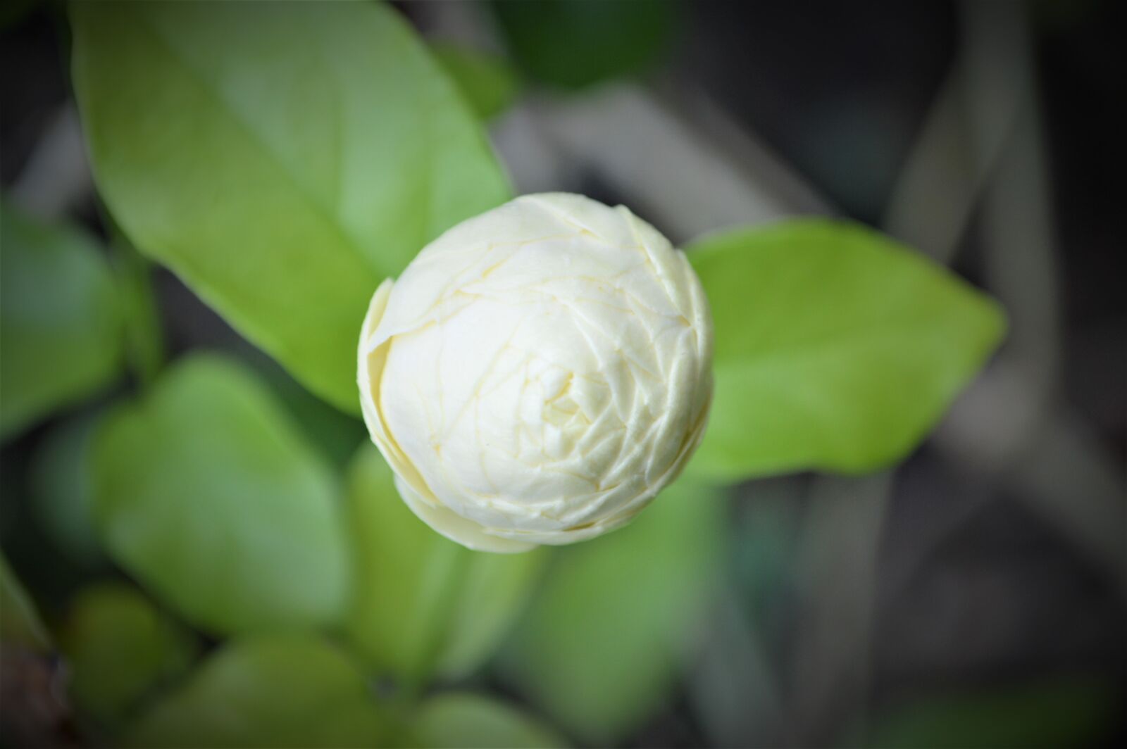 Nikon D3200 sample photo. Jasmine, flower, มะลิ photography