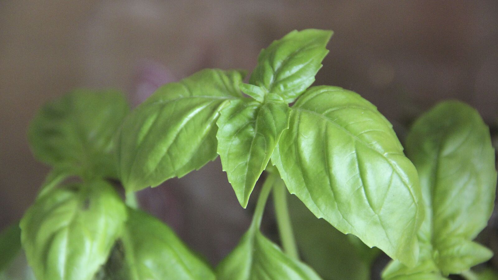 Canon EOS 600D (Rebel EOS T3i / EOS Kiss X5) sample photo. Basil, spice, plant photography