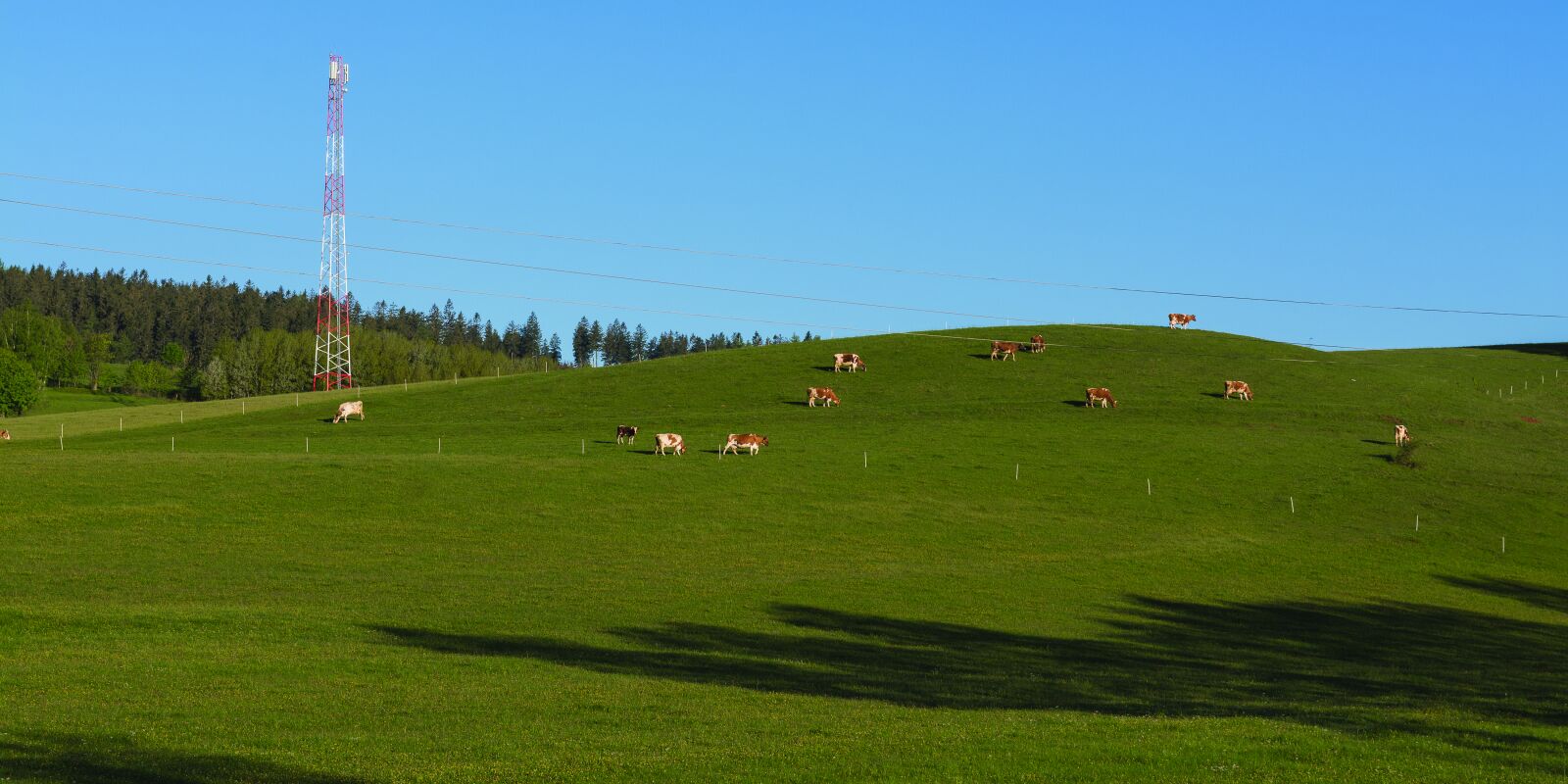Nikon D7100 sample photo. Pasture land, mountains, cows photography
