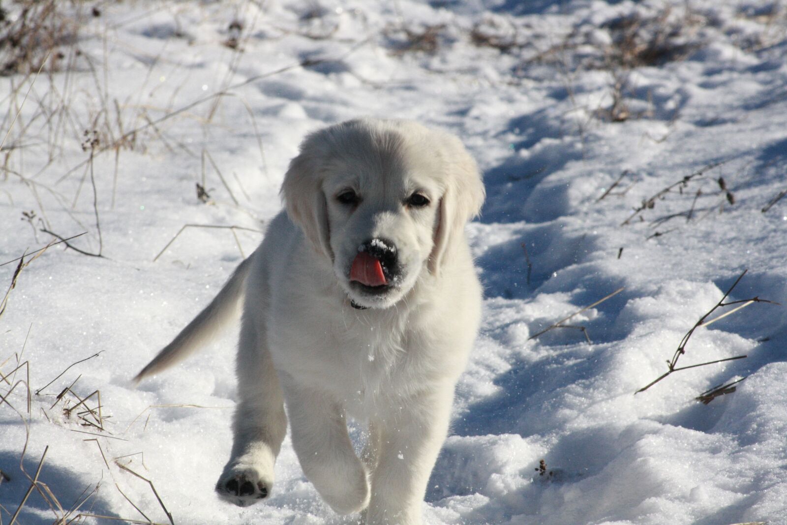 Canon EOS 1000D (EOS Digital Rebel XS / EOS Kiss F) sample photo. Golden retriever, puppy, winter photography