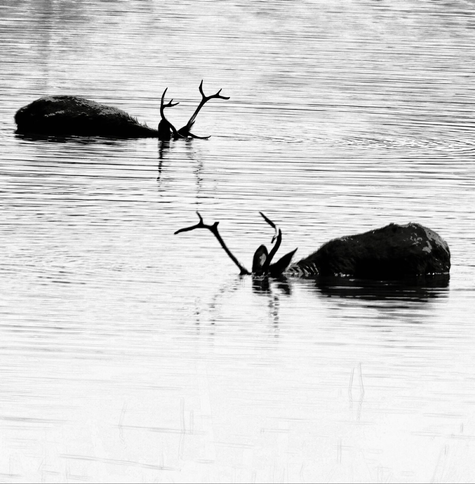 Nikon D850 sample photo. Water, reflection, wildlife photography