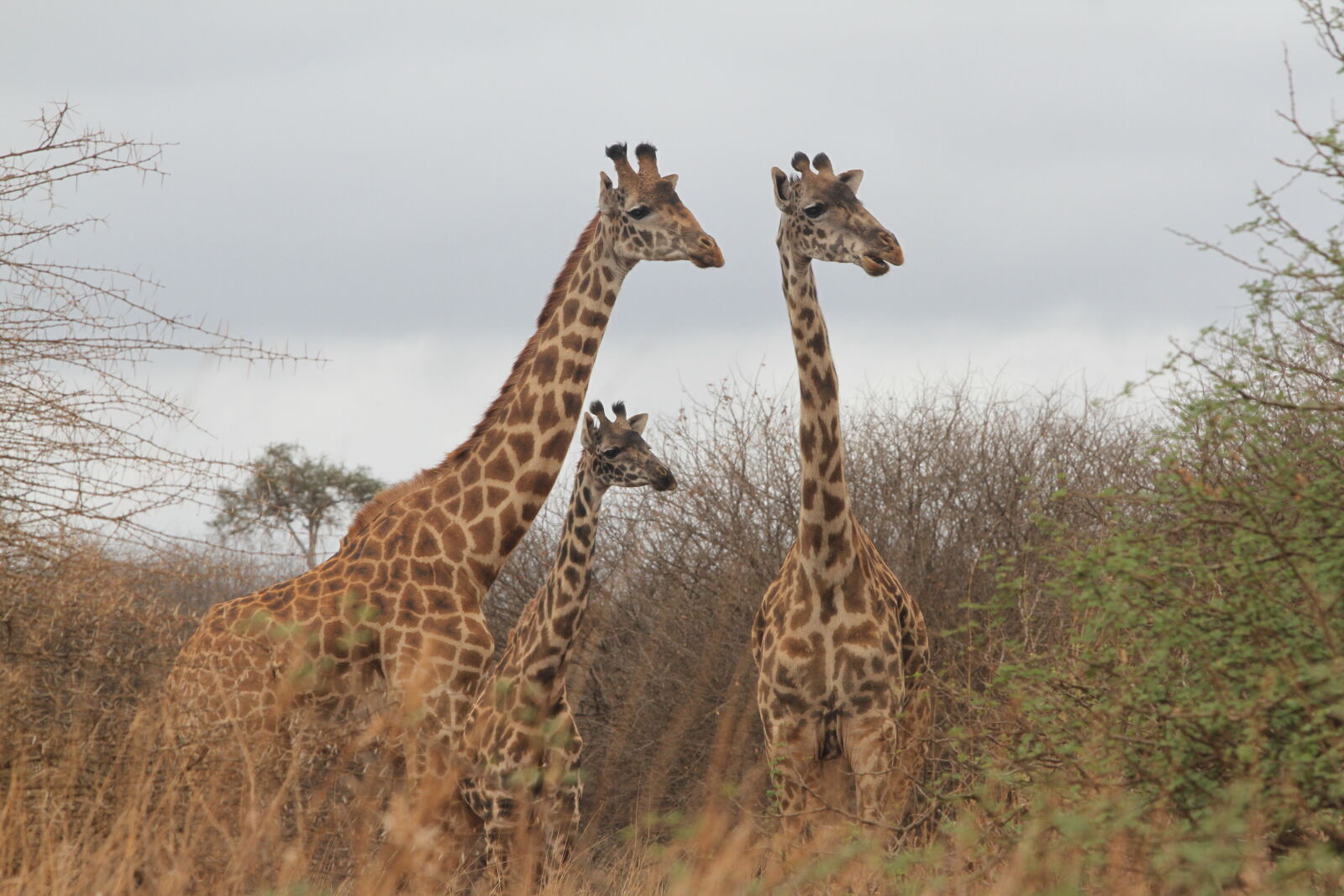 Canon EF 70-200mm F2.8L USM sample photo. African, giraffes, amboseli, national photography