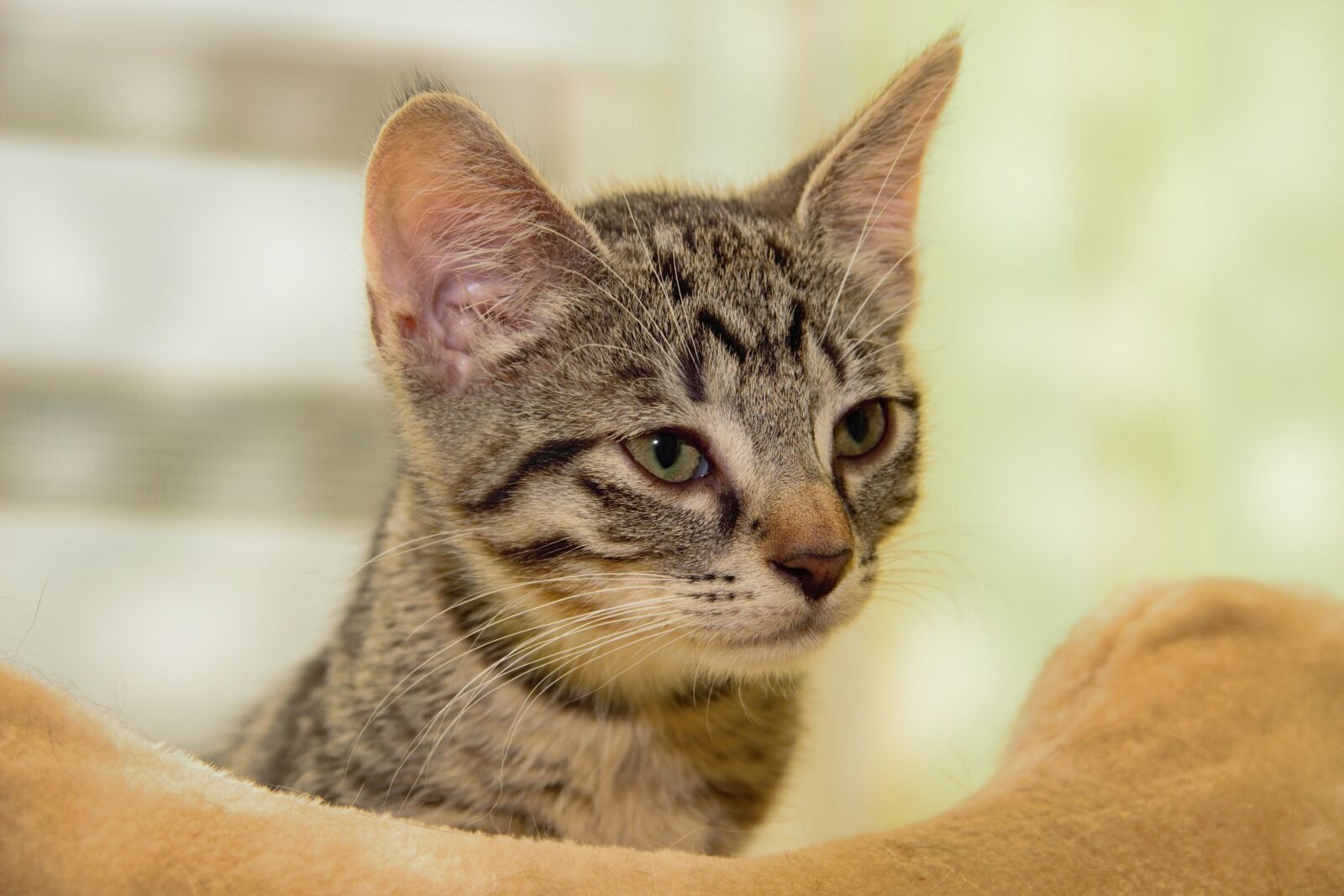 Canon EOS 600D (Rebel EOS T3i / EOS Kiss X5) sample photo. Cat, domestic cat, breed photography
