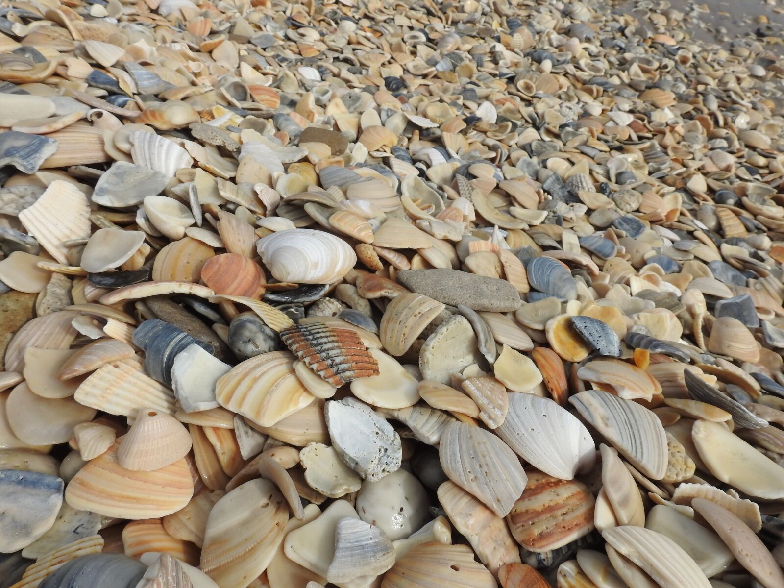 Nikon Coolpix P900 sample photo. Seashells, beach, shells photography
