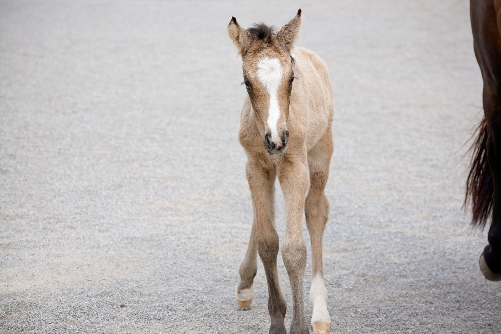 Nikon D7100 sample photo. Foal, dun, mare photography
