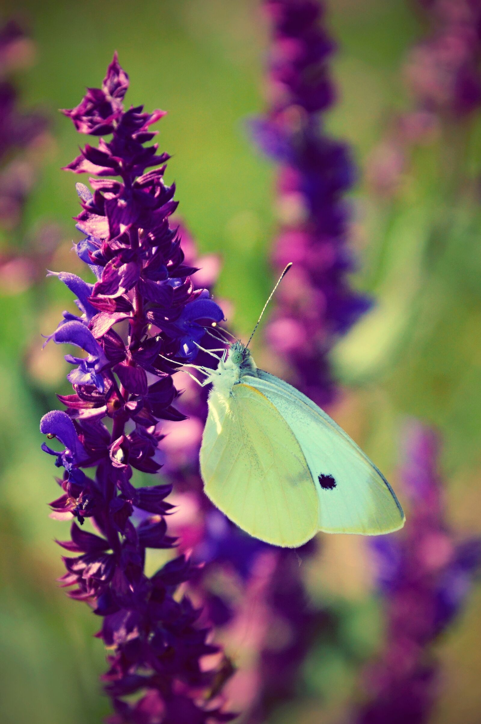 Nikon D3200 sample photo. Butterfly, easter, spring photography