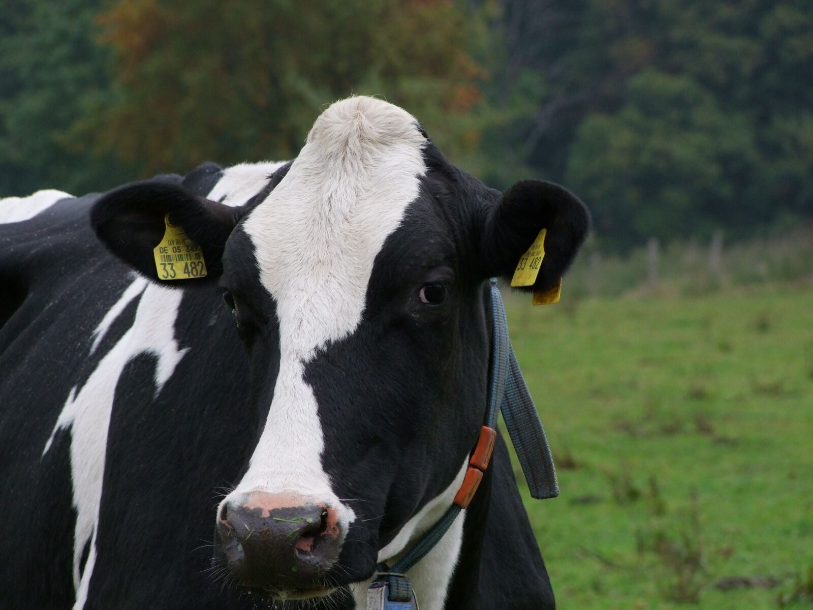 Fujifilm FinePix S100fs sample photo. Cow, cattle, pasture photography