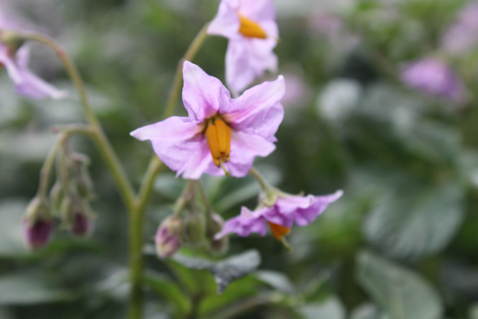 Canon EOS 700D (EOS Rebel T5i / EOS Kiss X7i) sample photo. Flower, potato, plant photography