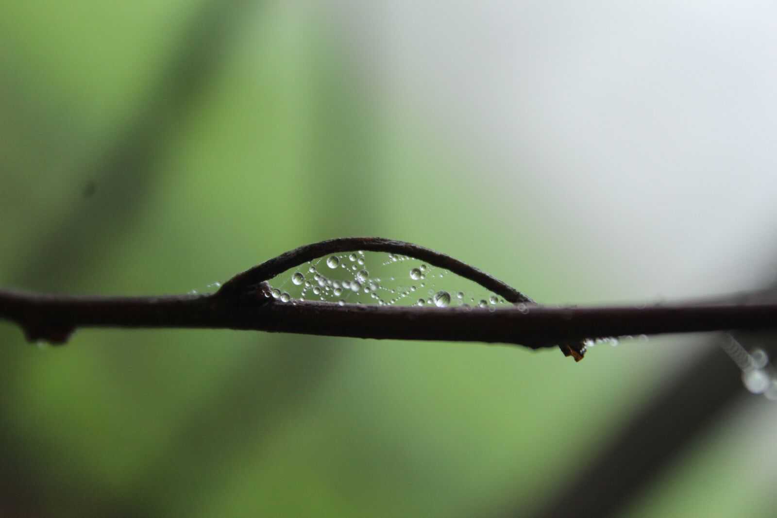 Canon EOS 1300D (EOS Rebel T6 / EOS Kiss X80) sample photo. Green, dewdrops, spiderweb photography