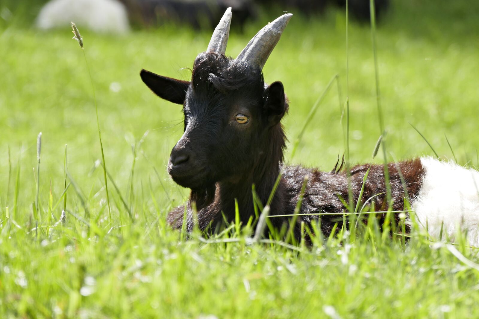 Panasonic Lumix DMC-FZ1000 sample photo. Billy goat, horns, ruminant photography