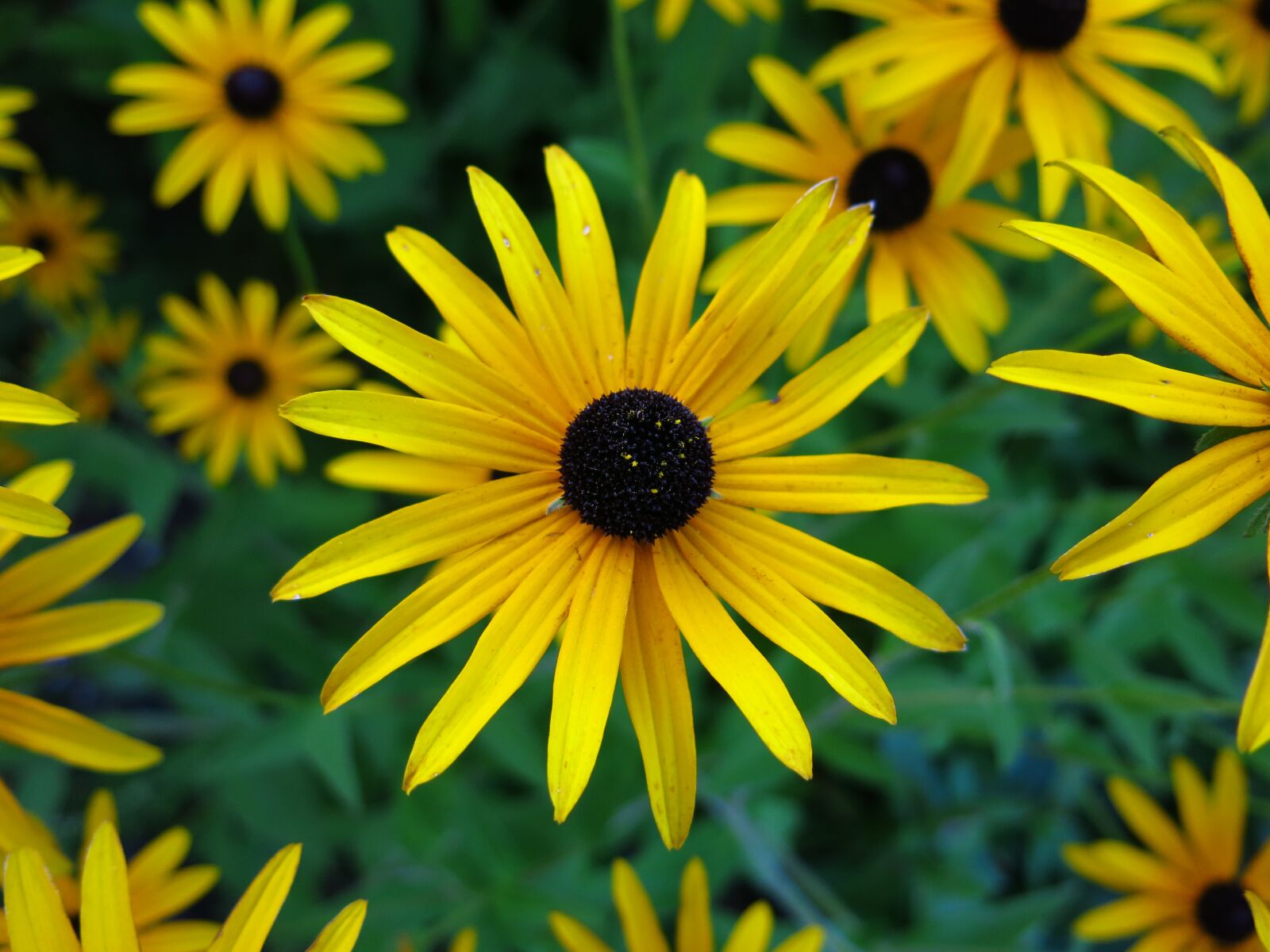 Canon PowerShot G15 sample photo. Black-eyed susan, flower, yellow photography