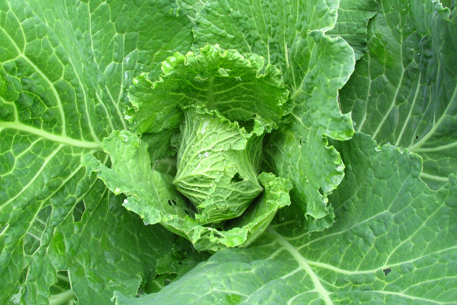 Canon PowerShot SX160 IS sample photo. Cabbage, foliage, green photography