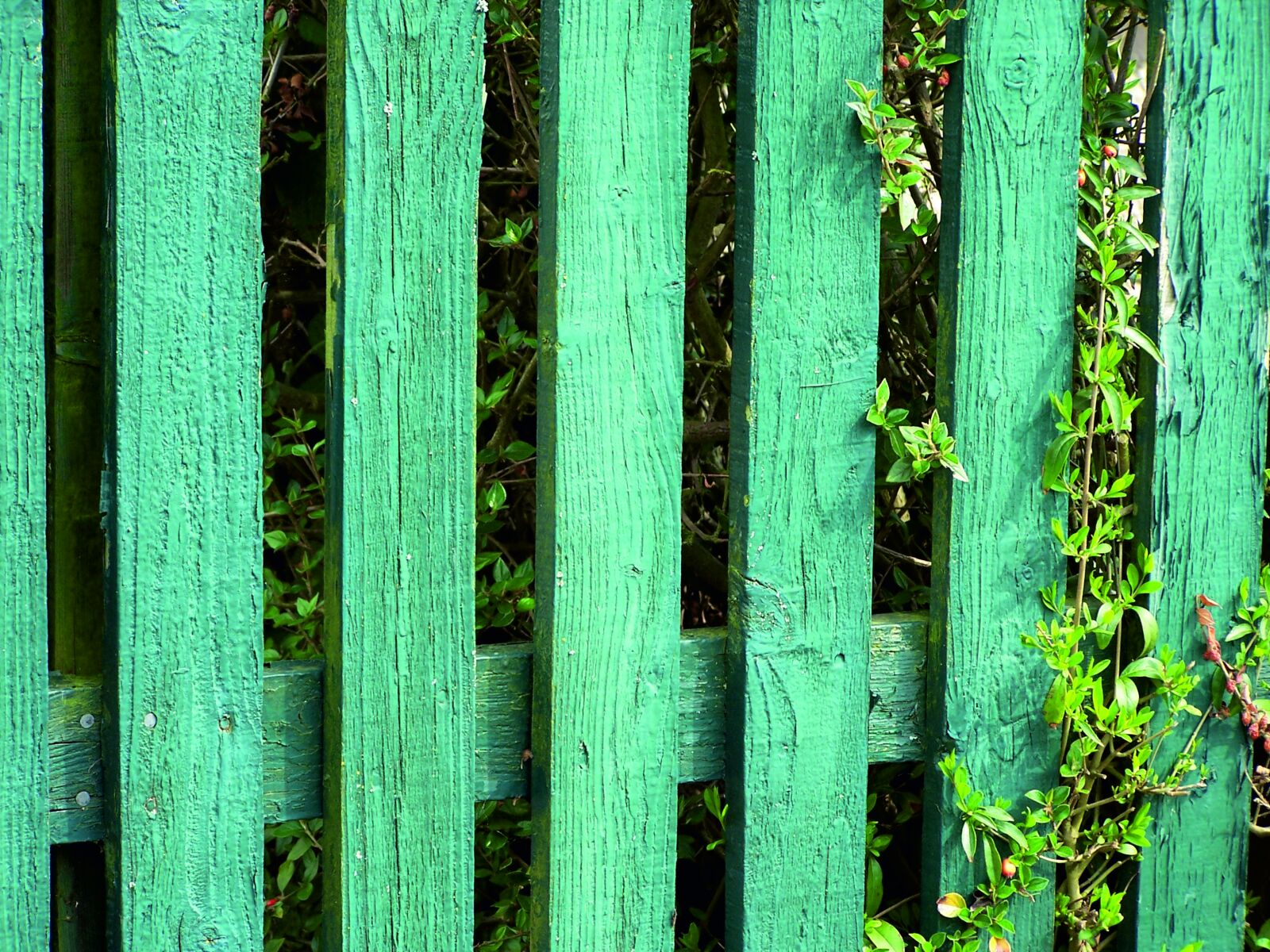 Kodak Z740 ZOOM DIGITAL CAMERA sample photo. Gate, painted, green photography