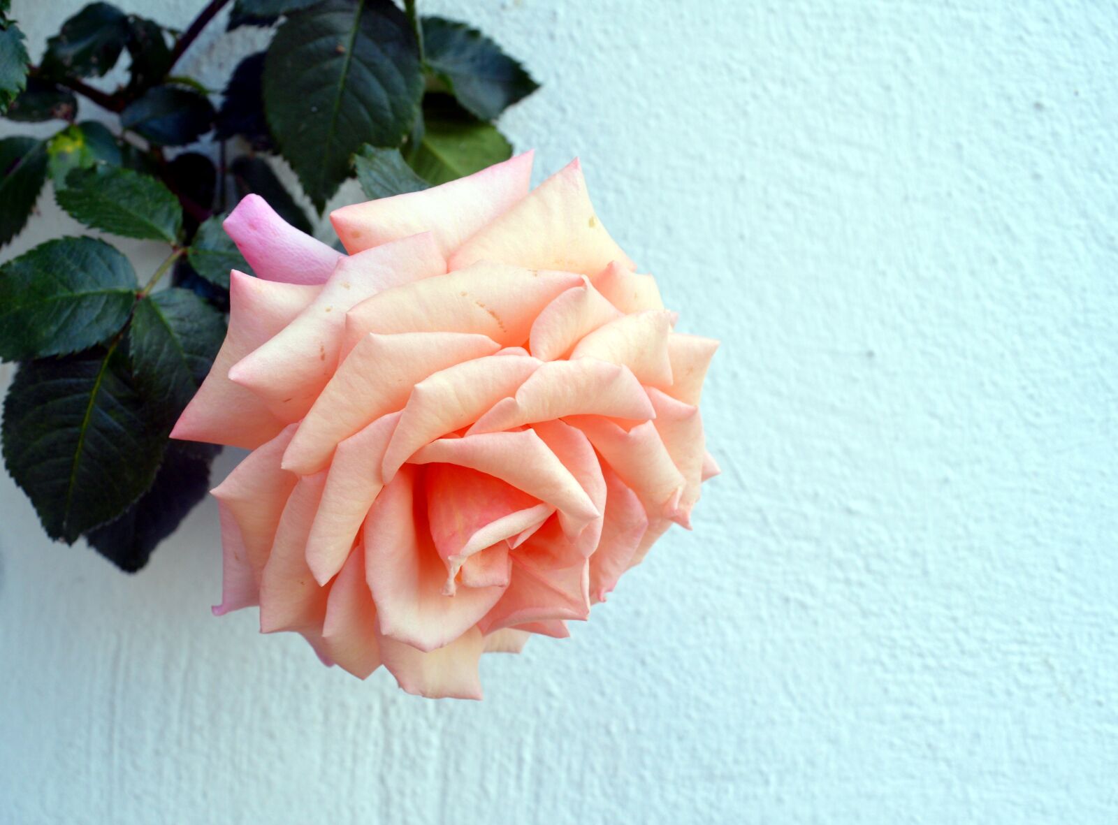 Nikon D3200 sample photo. Rose, climbing rose, garden photography