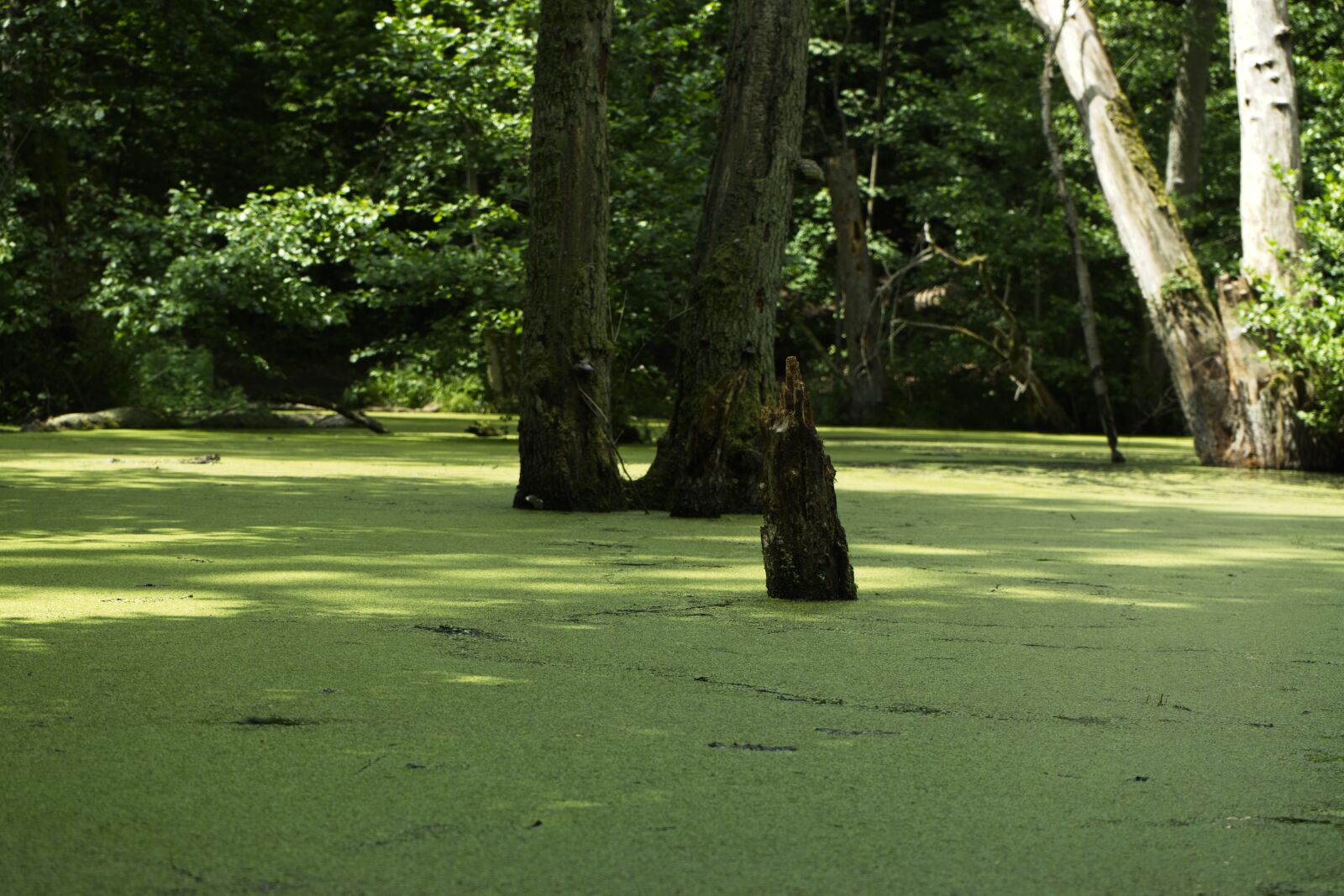 Sony FE 28-70mm F3.5-5.6 OSS sample photo. Water lens, duckweed, lake photography