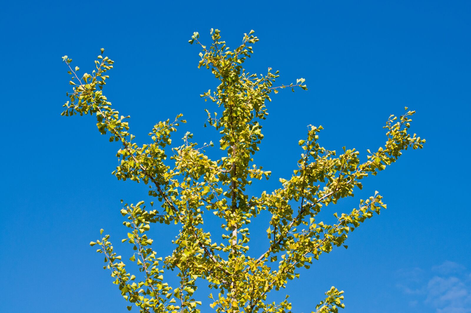 Nikon D90 sample photo. Tree, sky, plant photography