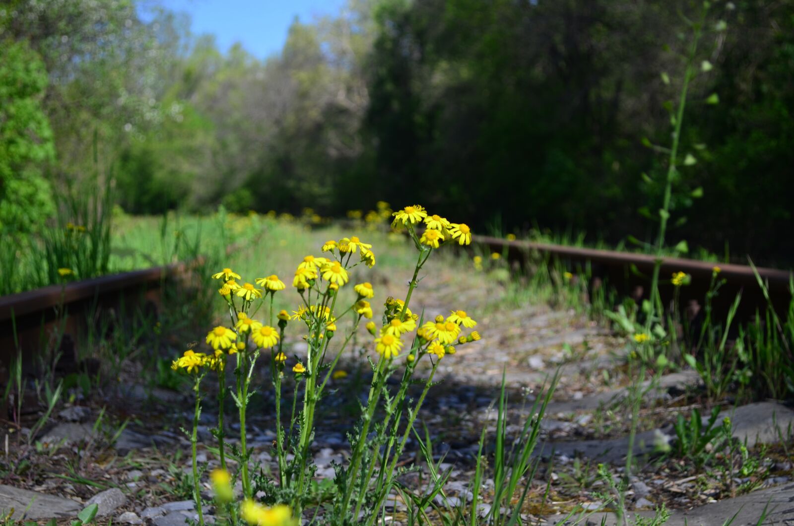 Nikon D5100 sample photo. Rails, flowers, the way photography