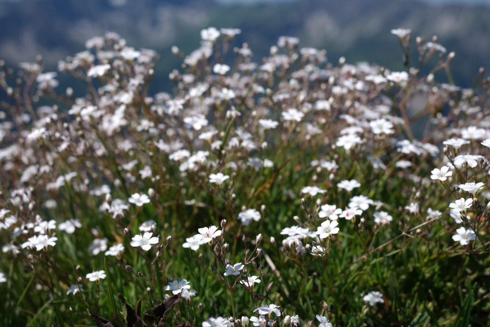 Samsung NX300 sample photo. Gypsophila repens, plant, flower photography