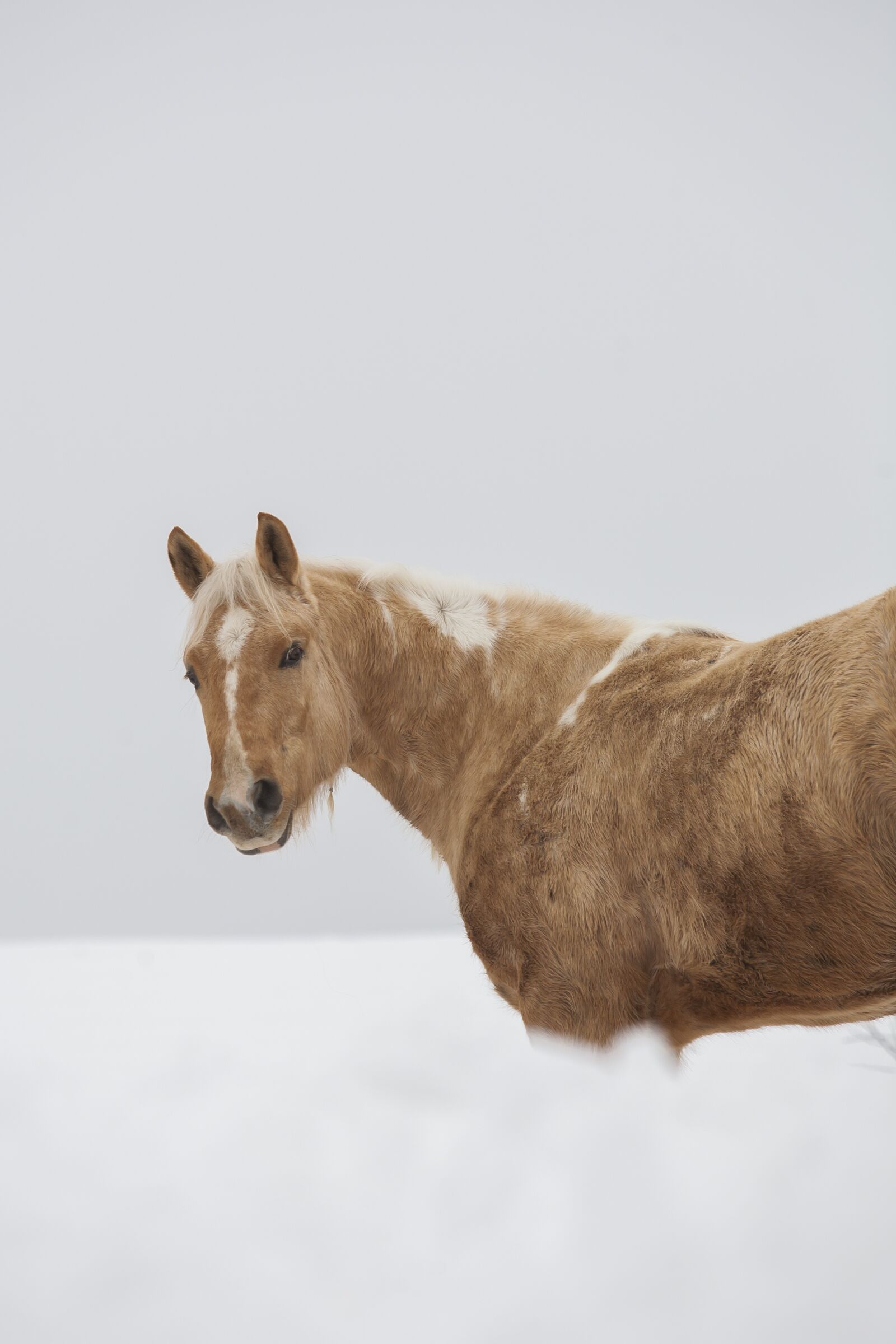 Canon EF 70-200mm F2.8L USM sample photo. Horse, dog, white photography