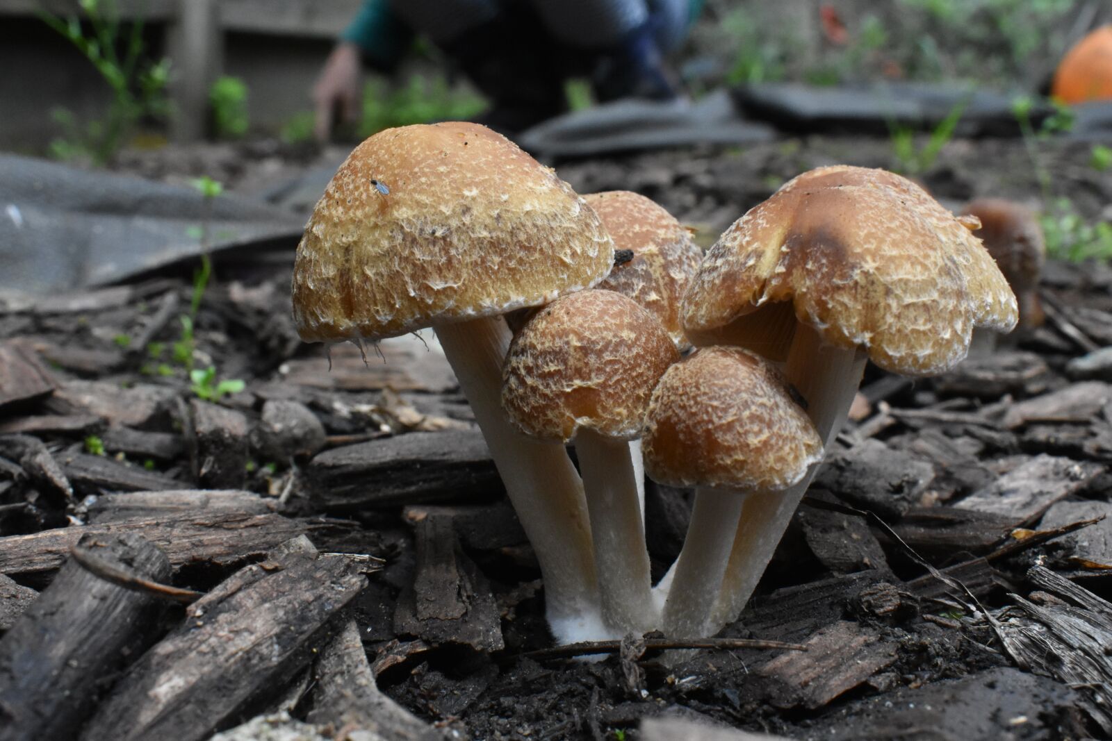 Nikon D3400 sample photo. Mushroom, tan bark, fungus photography