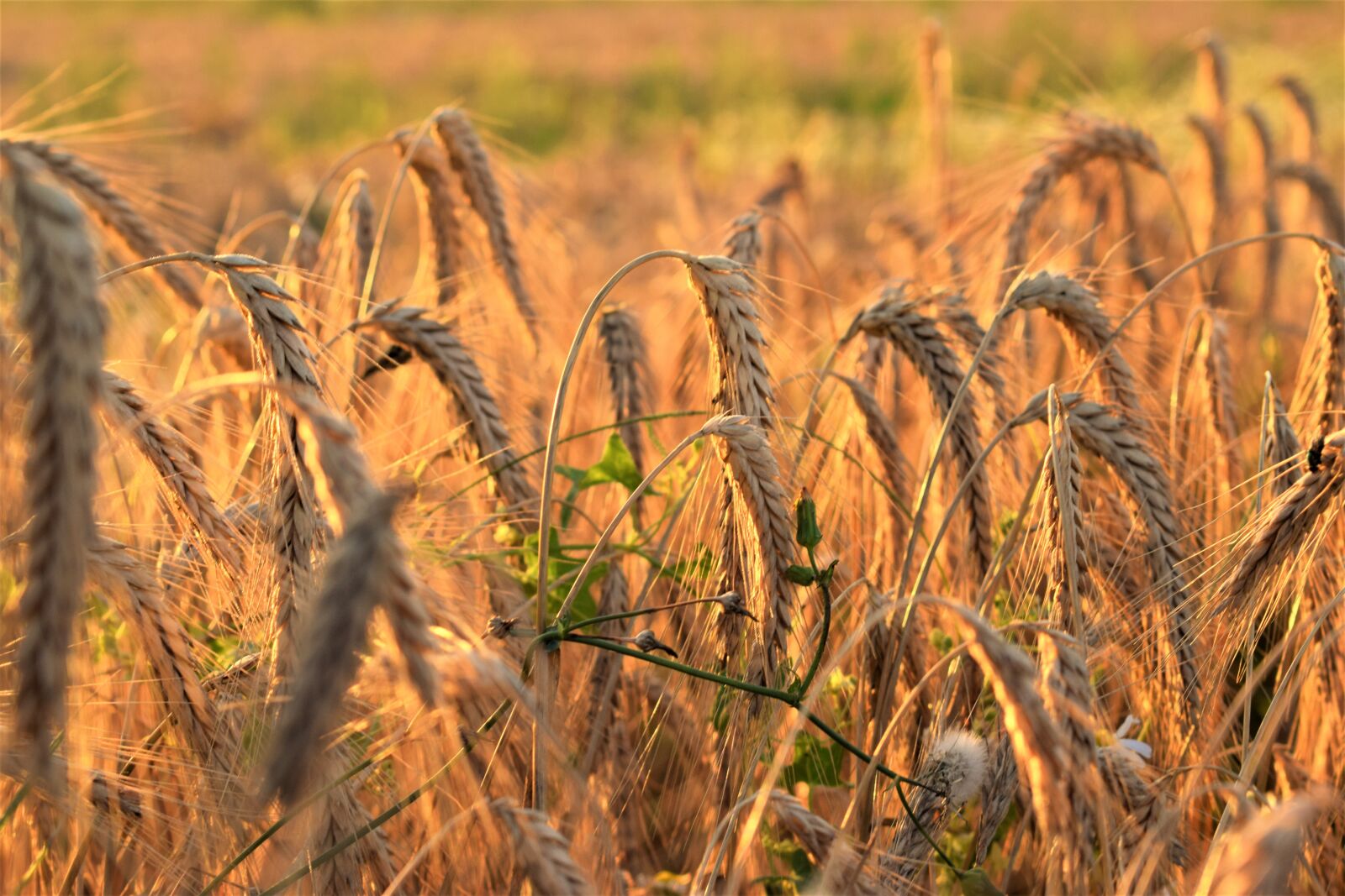 Nikon D3300 sample photo. Wheat, plant, summer photography