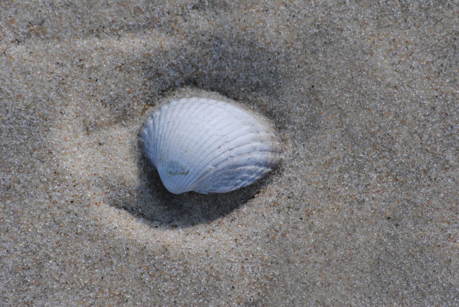 Nikon D3000 sample photo. Shell, sand, beach photography